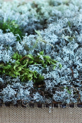 Experiment in moss.TWISTIN of SWEDEN